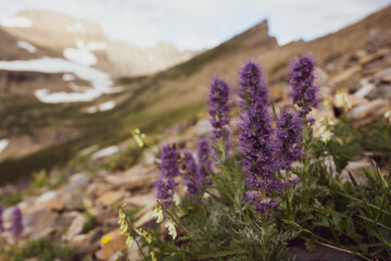 Wildflowers Bloom in High Alpine Area of Glacier National Park