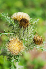 Thistle in natural habitat