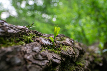 Frühling Stock-Foto 16