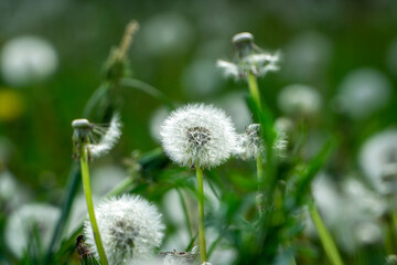 Frühling Stock-Foto 20