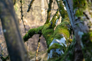 Frühling Stock-Foto 32