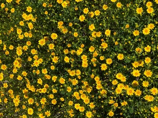 yellow flowers in the garden