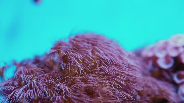 Closeup of corals slowly blown by undercurrent with nemo fish in underwater