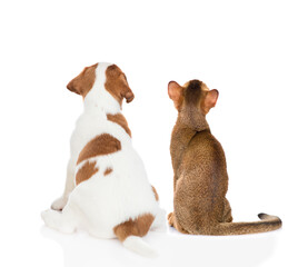 Jack Russell terrier puppy and Abyssinian cat sit together in back view and look up on empty space. Isolated on white background