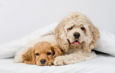 American Cocker spaniel puppy hugs English Cocker spaniel puppy under white warm blanket on a bed at home