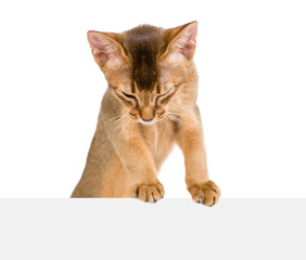 Curious Abyssinian young cat looks down above empty white banner. Isolated on white background