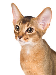 Portrait of a young abyssinian young cat. Isolated on white background