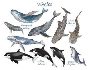 Whales poster with labels: whale sharks, humpback whales, killer whales, and dusky dolphin. © Kateryna