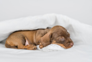 Cozy Dachshund puppy sleeps under white warm blanket on a bed at home