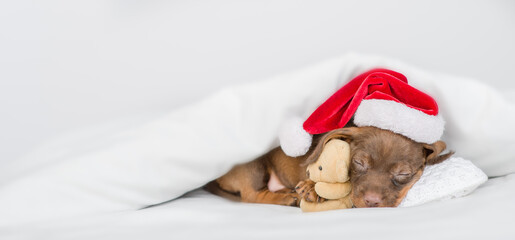 Cozy dachshund puppy wearing red santa's hat sleeps with favorite toy bear under warm blanket on a bed at home. Empty space for text