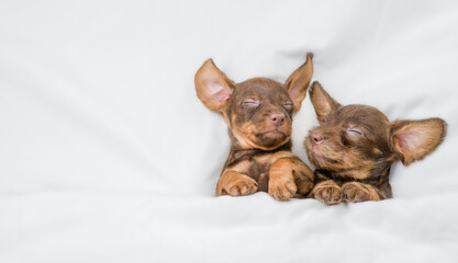 Two funny Dachshund puppies sleep together under a white blanket on a bed at home. Top down view....