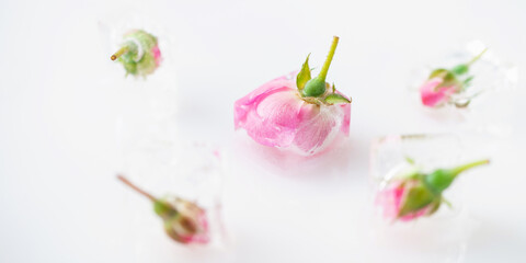 Frozen roses in ice cubes on white background.