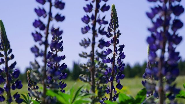 Nitrogen fixation from air. Natural enrichment of the soil with mineral fertilizers. Blooming field of purple lupines. Gentle farming technology