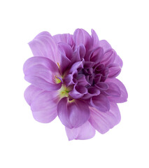 Dahlia flower, Purple dahlia flower isolated on white background, with clipping path