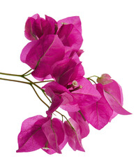 Bougainvillea flower, Paperflower, Pink Bougainvillea flower isolated on white background, with...