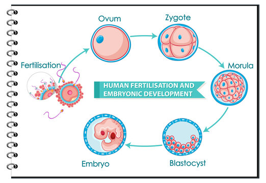 Human fertilisation and embryonic development
