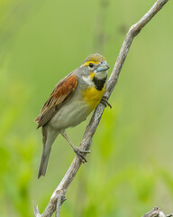 Male Dickcissel