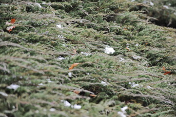 The branches of the coniferous shrub are located along the ground.