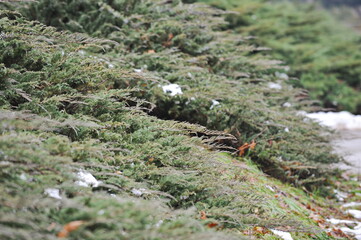 The branches of the coniferous shrub are located along the ground.