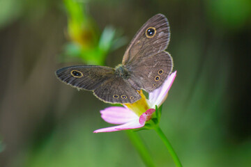 Butterfly on the little flower