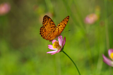 Butterfly on the little flower