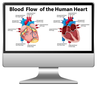 Blood flow of human heart diagram on computer screen isolated