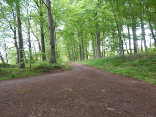 road in the forest