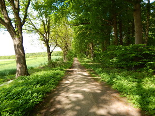 Fototapeta premium footpath in the park