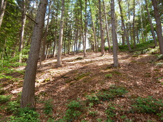 Fototapeta premium footpath in the forest