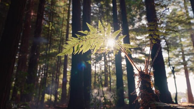 Bright morning sunlight breaks through gently swaying fern leaf in forest