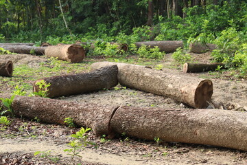 stock of firewood in the tree farm