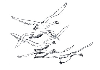 flying swan hand drawn illustration,art design - 438543580