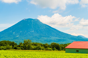 羊蹄山と畑のみどり。夏7月、北海道。
