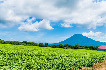 畑の作物と羊蹄山。夏7月、北海道。