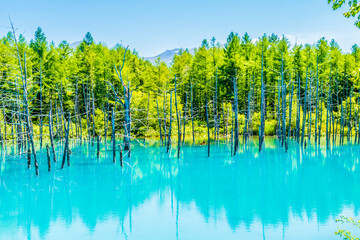 北海道美瑛町の青い池。　夏、七月。
