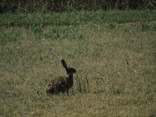 Animales en el campo