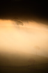 Beautiful view of cukul tea plantation located in West Java, Indonesia.