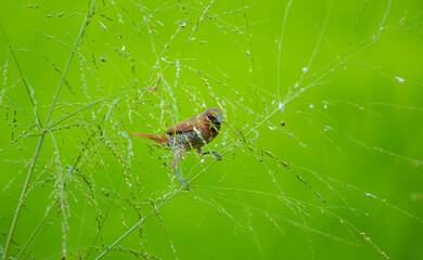Scaly-breasted munia bird picking up seeds in a grassy weed stem, soft green out of focus background.