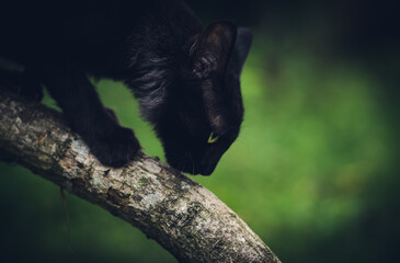 Killer instinct of a cat, crouch down and inching towards its prey, climb down a tree branch,