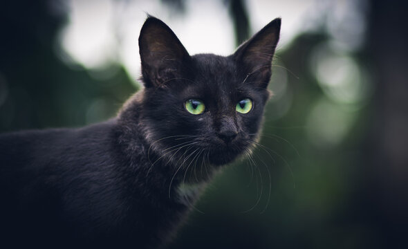 funny black cat making angry face on pink background Stock Photo