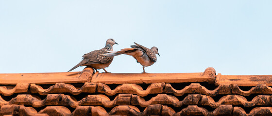 Pair of spotted doves on a roof top.