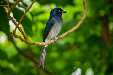 Sri Lankan Black Drongo bird perched on a tree branch close up,