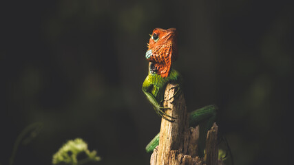 Proud lizard held his head high and sitting on top of a wooden pole, Colorful skinned dragons face front view close up. Relaxing and bathing in evening sunlight.