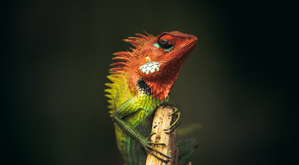 Proud lizard held his head high and sitting on top of a wooden pole, Colorful skinned dragons face...