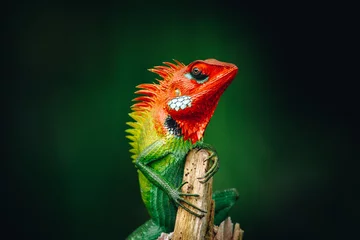 Foto op Canvas Colorful reptile on a wooden pole staring at the camera, beautiful green forest lizard. © nilanka