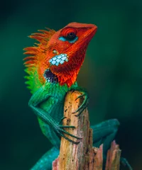 Foto op Plexiglas Proud colorful lizard held his head high and sitting on top of a wooden pole, Colorful skinned dragons face side view close up. © nilanka