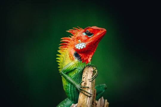 Colorful reptile on a wooden pole staring at the camera, beautiful green forest lizard.