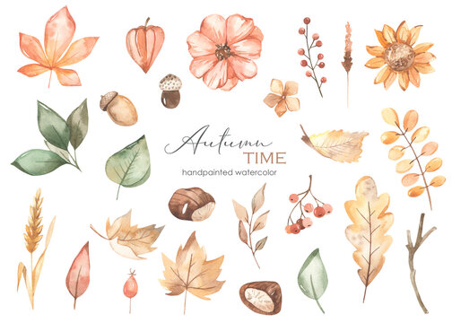 Watercolor set autumn time with autumn leaves, berries, flowers, branches, acorns, chestnuts