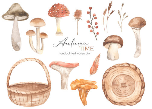 Watercolor set autumn time with basket, mushrooms, amanita, honey agarics, berries, autumn leaves