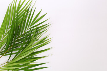 Green palm leaf isolated on white background with copyspace